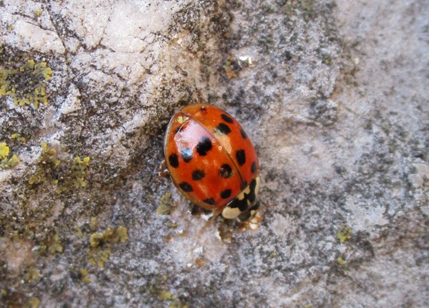 harlekin